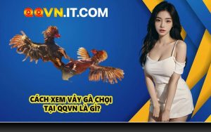 Cách Xem Vảy Gà Chọi Tại QQVN Là Gì?