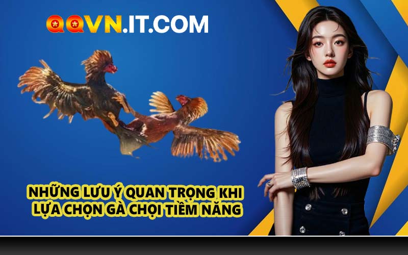 Những Lưu Ý Quan Trọng Khi Lựa Chọn Gà Chọi Tiềm Năng