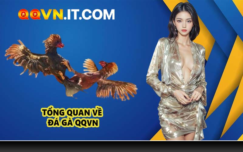 Tổng quan về đá gà QQVN